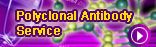 Polyclonal Antibody Service