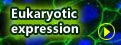 Eukaryotic expression