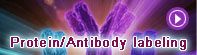 Protein/Antibody labeling