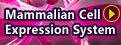 Mammalian Cell Expression System