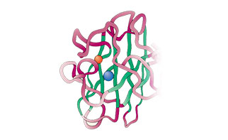 antibody service with Immunogen- Native Protein