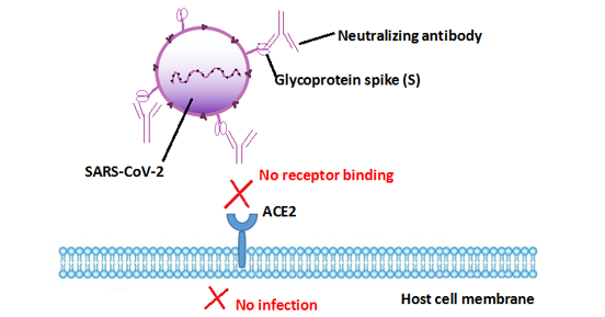 Neutralizing antibodies block the interaction of SARS-CoV-2 and host cell ACE2 receptor thus preventing cell infection
