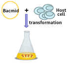 Preparation of recombinant Bacmid and high titer virus