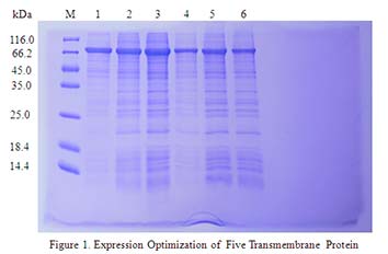 In vitro E.coli Expression System case 01-1