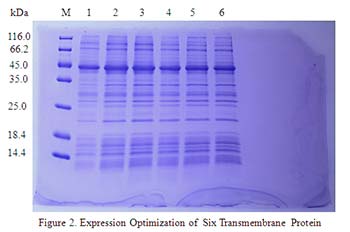 In vitro E.coli Expression System case 01-2