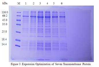 In vitro E.coli Expression System case 01-3