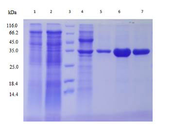 Yeast Expression case 01-1