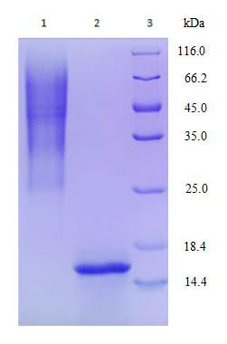 Yeast Expression case 04