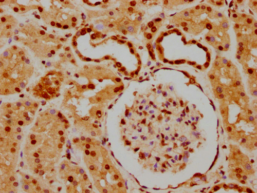 HIST1H2BC (Ab-5) Antibody - image 2