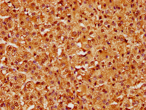 HIST1H2BC (Ab-15) Antibody - image 2