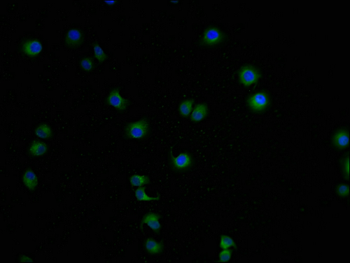 LCMT1 Antibody - image 2