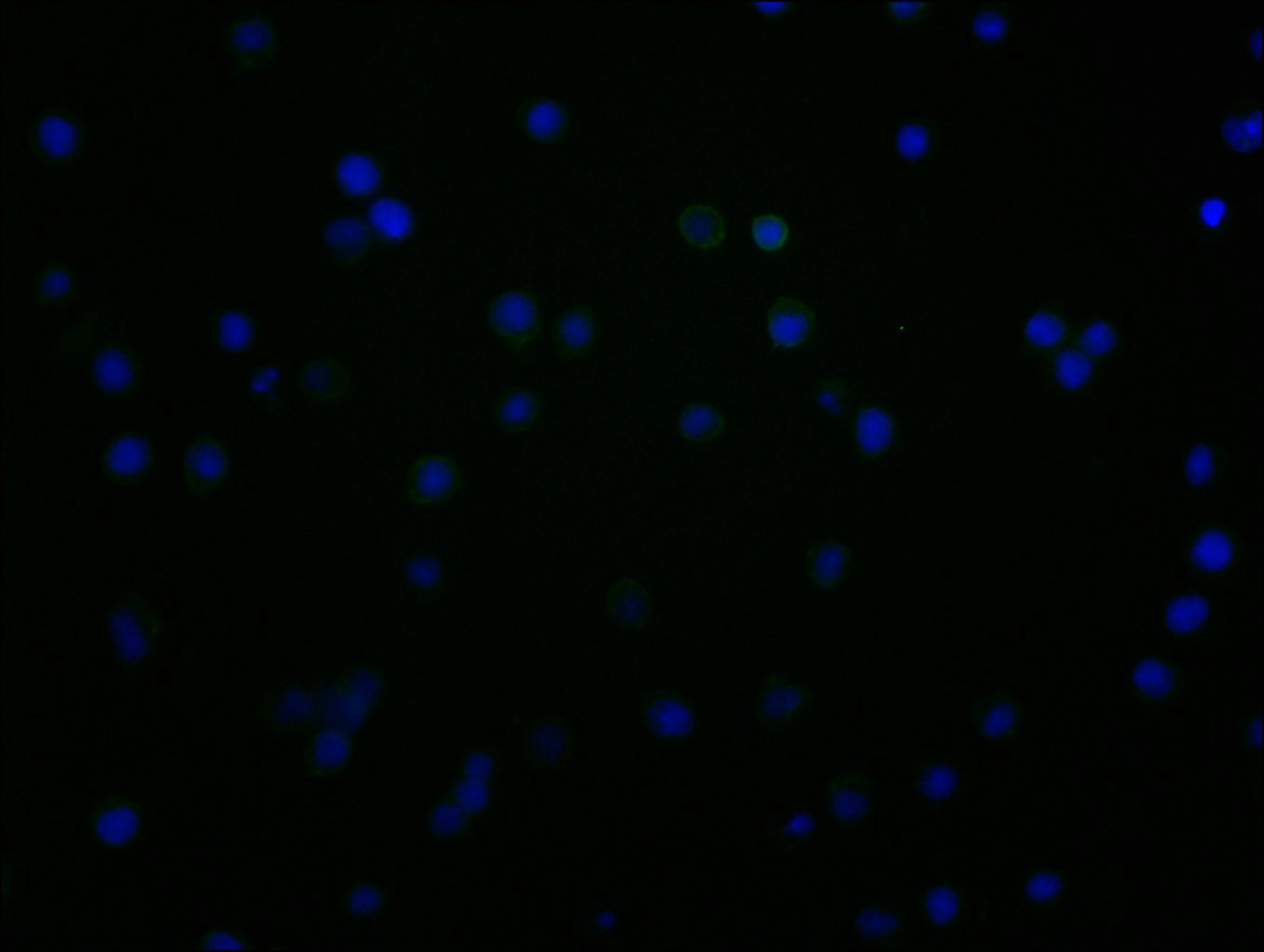 CD48 Monoclonal Antibody - image 3