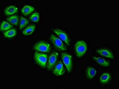 GFAP Monoclonal Antibody - image 5