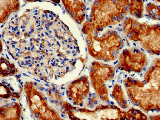 GFAP Monoclonal Antibody - image 4