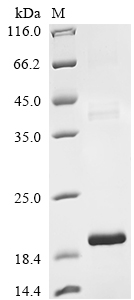 Recombinant Bovine Transforming growth factor beta-2 proprotein (TGFB2) , partial - image 1