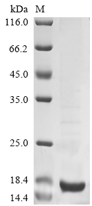 Recombinant Simian virus 40 SV40 early leader protein - image 1