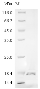 Recombinant Conus striatus Con-ikot-ikot - image 1