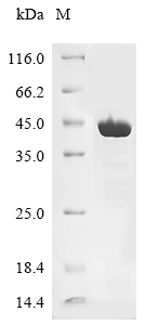 Recombinant JC polyomavirus Minor capsid protein VP2 - image 1