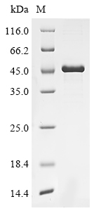 Recombinant Human Anoctamin-5 (ANO5) , partial - image 1