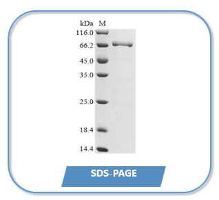 DT3C SDS-PAGE