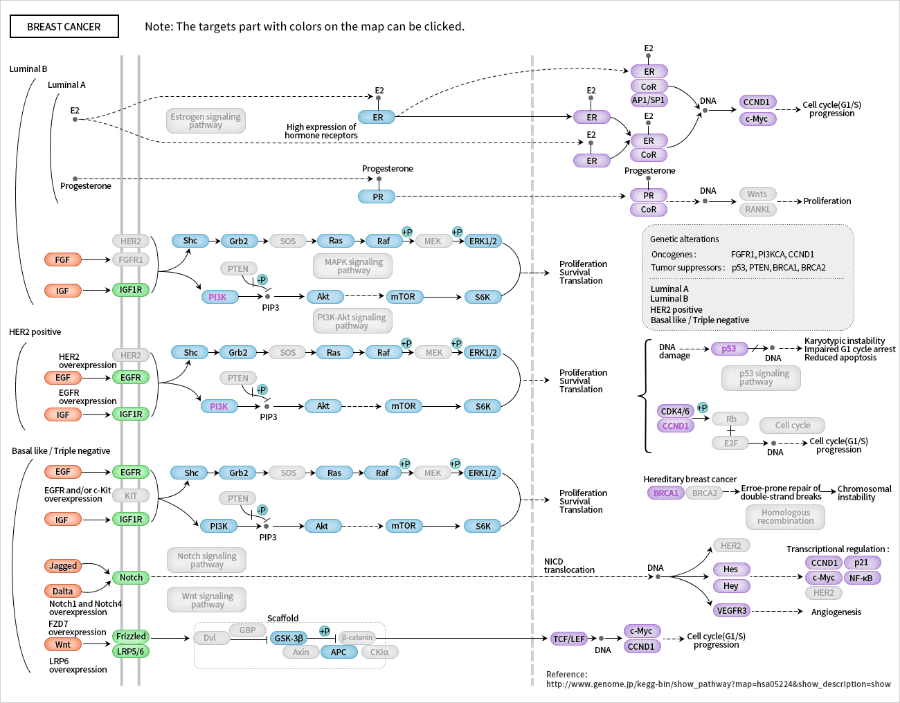 Breast Cancer Pathway