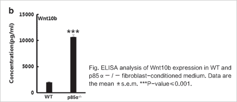 ELISA analysisi of Wnt10b expression in WT and p85α