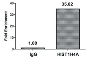 HIST1H4A (Ab-12) Antibody ChIP