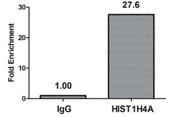 Acetyl-HIST1H4A (K12) Antibody ChIP