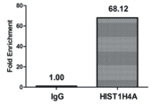 Acetyl-HIST1H4A (K12) Antibody ChIP 01