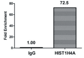 HIST1H4A (Ab-8) Antibody ChIP