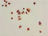 HIST1H4A (Ab-8) Antibody ICC