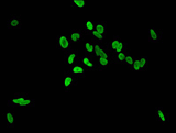 HIST1H3A (Ab-36) Antibody IF