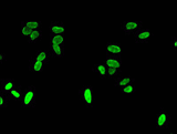 HIST1H3A (Ab-4) Antibody IF