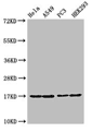 HIST1H3A (Ab-9) Antibody WB