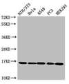 HIST1H3A (Ab-17) Antibody WB