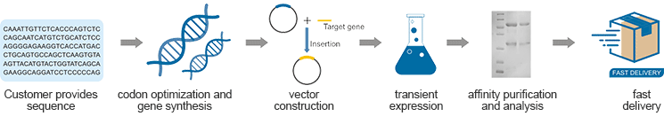 CUSABIO HTP platform from gene synthesis to purified recombinant antibody