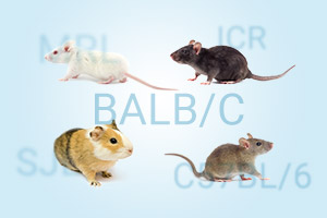 Diverse types of Mice