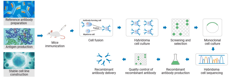 General Steps of CUSABIO Therapeutic Antibody Discovery Service
