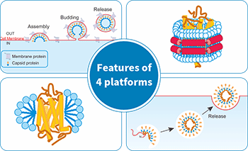 protein expression platforms