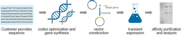 Reference antibody preparation