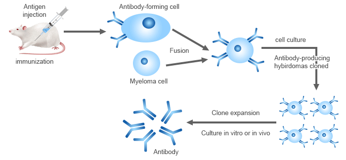 Hybridoma technology