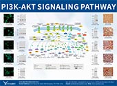 PIK3-Akt Signaling Pathway
