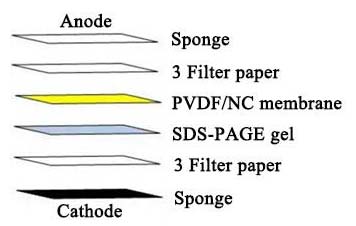 Transfer Buffer- Western Blot