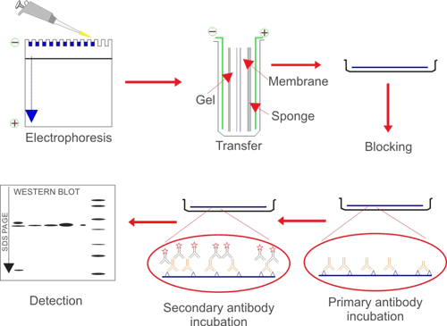 Gel Migration Chart