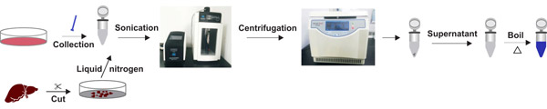 The processes of lysate preparation