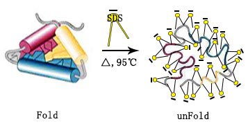 SDS-PAGE Gel