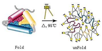 SDS-PAGE Gel