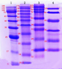 Prestained markers from different manufacturers