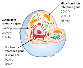 The structure of cell