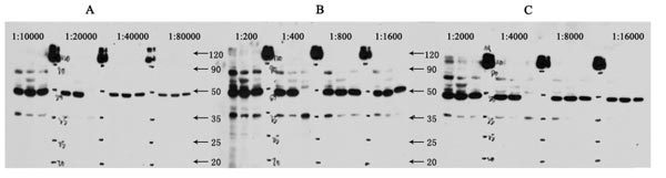 The dilution ranges